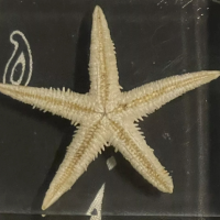 joannebatyi562